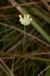 Southern bluethread